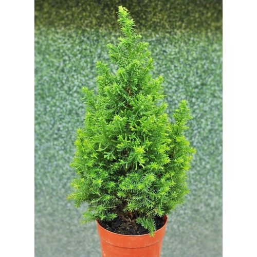 Chamaecyparis Thyoides