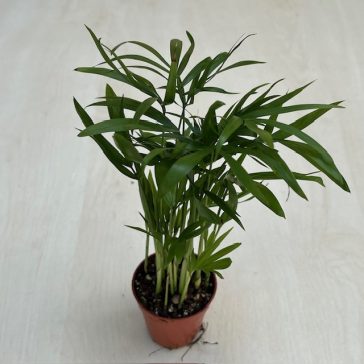 Chamaedorea elegans MINI