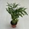 Chamaedorea elegans MINI