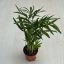Chamaedorea elegans MINI