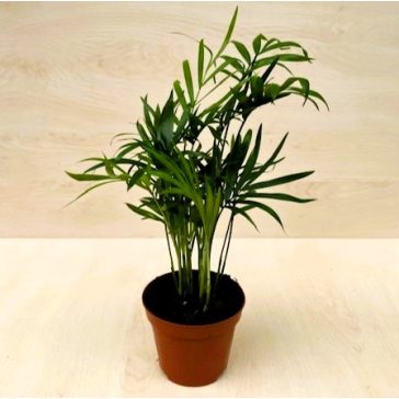 Chamaedorea elegans MINI