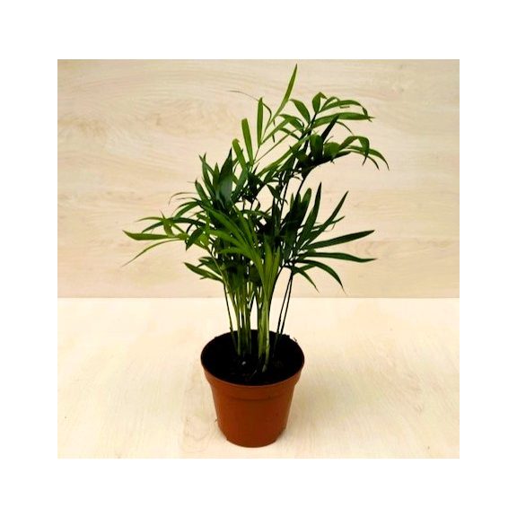 Chamaedorea elegans MINI