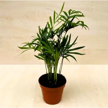 Chamaedorea elegans