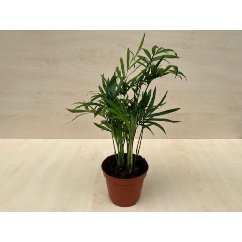 Chamaedorea elegans