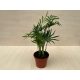Chamaedorea elegans