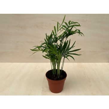 Chamaedorea elegans