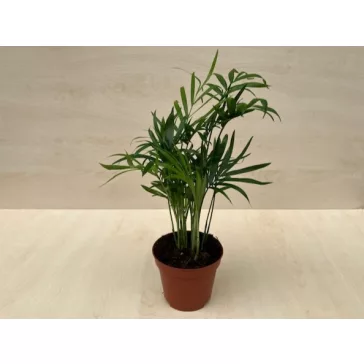 Chamaedorea elegans