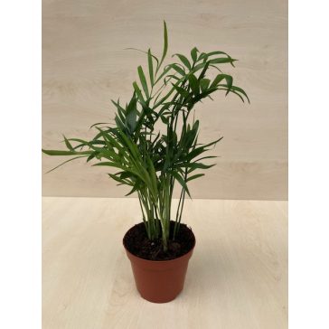 Chamaedorea elegans