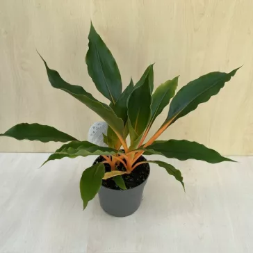 Chlorophytum orchidastrum ‘Green Orange’