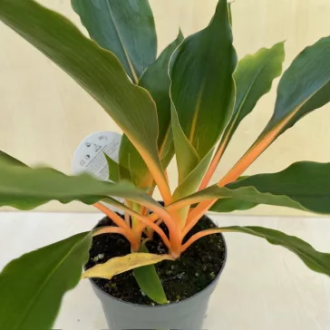 Chlorophytum orchidastrum ‘Green Orange’