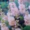 Clethra alnifolia 'Pink Spire'