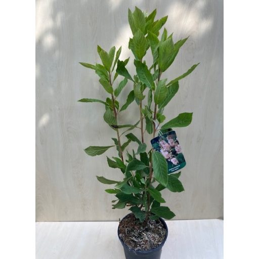 Clethra alnifolia 'Pink Spire'