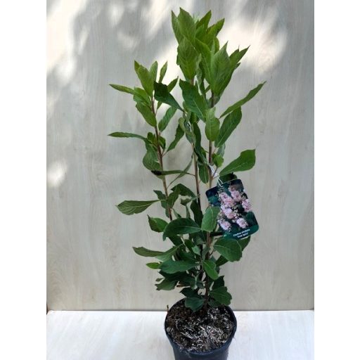 Clethra alnifolia 'Pink Spire'