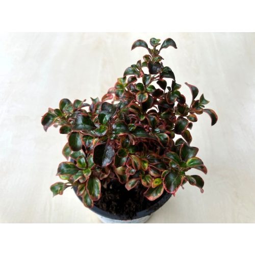 Coprosma 'Inferno'
