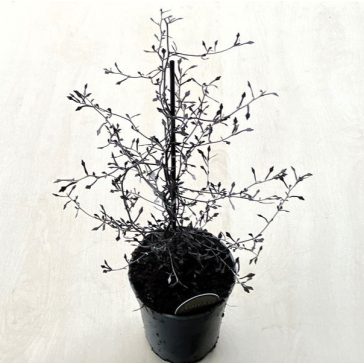 Corokia cotoneaster 