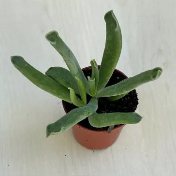 Cotyledon 