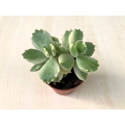Cotyledon ladismithensis variegata