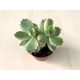 Cotyledon ladismithensis variegata