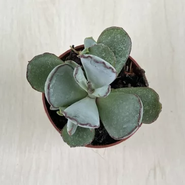 Cotyledon orbiculata 'Silver'