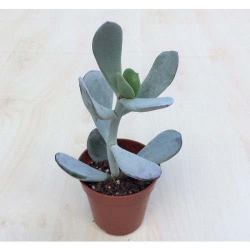 Cotyledon orbiculata 'Silver'