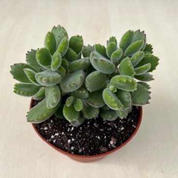 Cotyledon tomentosa