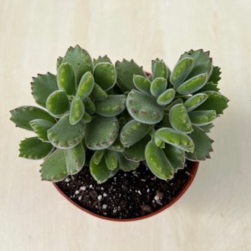 Cotyledon tomentosa