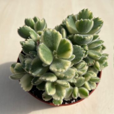Cotyledon tomentosa 'Variegata'