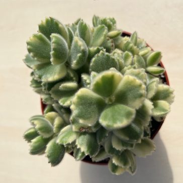 Cotyledon tomentosa 'Variegata'