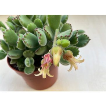 Cotyledon tomentosa 'Variegata'