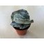 Cotyledon undulata