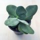 Crassula Alice Herbert