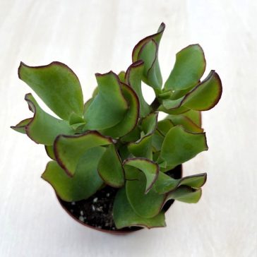 Crassula arborescens undulatifolia 'Curly Green'