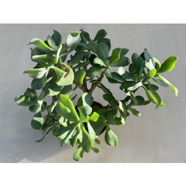 Crassula arborescens undulatifolia