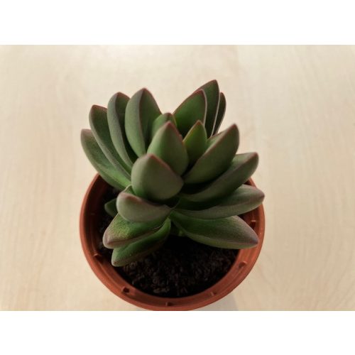 Crassula 'Ben'