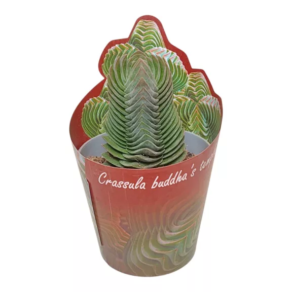 Crassula 'Buddha's temple' Crassula 'Buddha's temple'