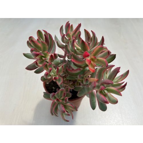 Crassula rubricaulis 'Candy Cane'