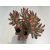 Crassula rubricaulis 'Candy Cane'