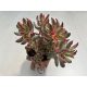Crassula rubricaulis 'Candy Cane'