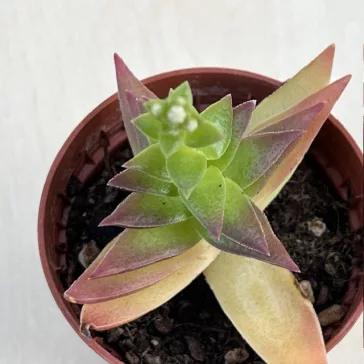 Crassula capitella Red Pagoda