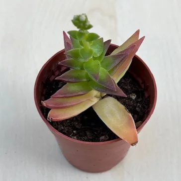 Crassula capitella Red Pagoda
