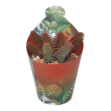 Crassula capitella rosea