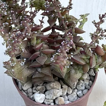 Crassula capitella rosea