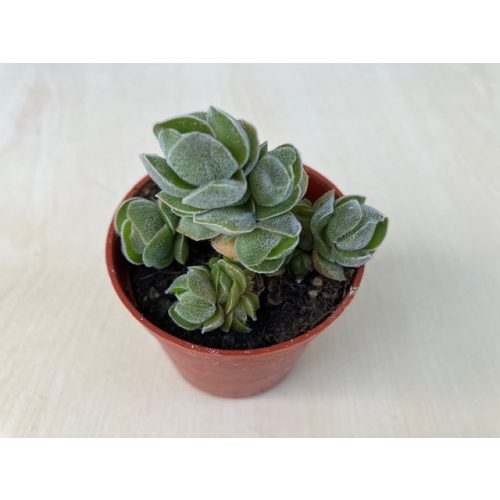 Crassula deceptor