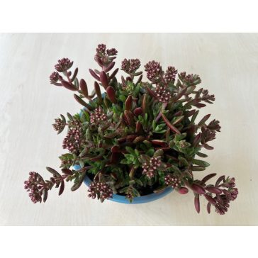 Crassula exilis