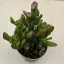 Crassula ovata 'Gollum'