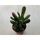 Crassula ovata 'Hobbit'