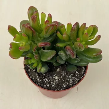 Crassula ovata 'Hobbit'