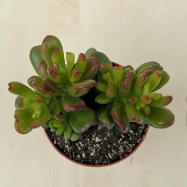 Crassula ovata 'Hobbit'