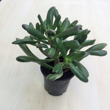 Crassula ovata 'Hobbit'