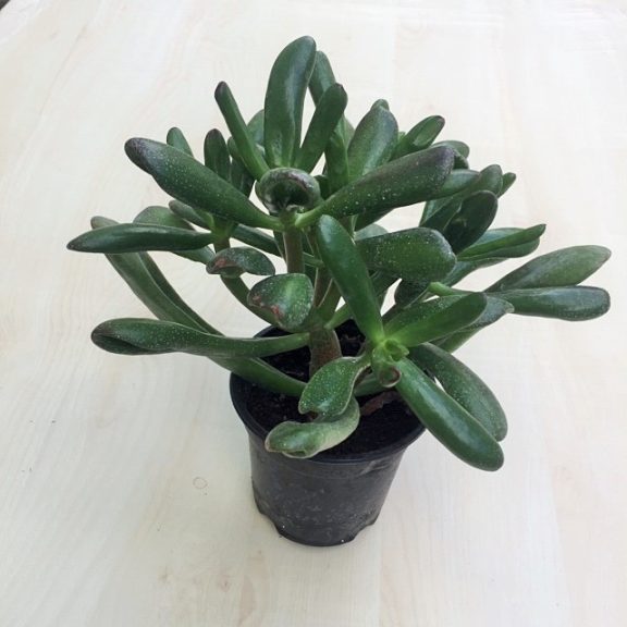 Crassula ovata 'Hobbit'